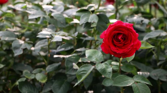 Blooming red rose swaying in summer garden with selective focus