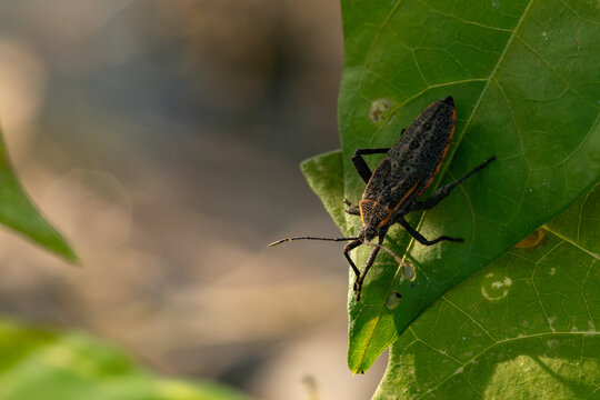 Macro shot of a black squash bug crawling on a vibrant green leaf under sunlight, showing the diversity of insects in a natural garden environment