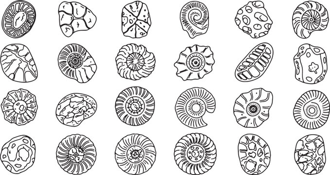 collection of fossil ammonite shells flat design vector illustration