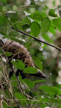 Rare Sight: A Tree-Climbing Pangolin in the Wild!