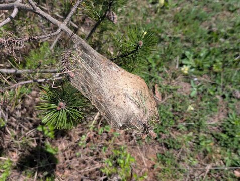 Nido sericeo di insetti avvolto tra rami e fogliame verde in un ambiente boschivo naturale. Dettaglio macro di comportamento e habitat selvatico.