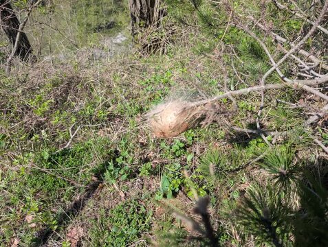 Nido sericeo di insetti avvolto tra rami e fogliame verde in un ambiente boschivo naturale. Dettaglio macro di comportamento e habitat selvatico.