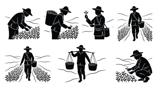 Set of tea pickers silhouettes, farmers harvesting tea leaves in plantation, traditional agriculture workers, vector illustration