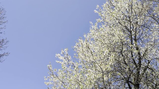 Ripresa verso l&rsquo;alto di rami primaverili in fiore che contrastano con un albero ancora spoglio, sotto un cielo limpido. Atmosfera di transizione stagionale tra inverno e primavera