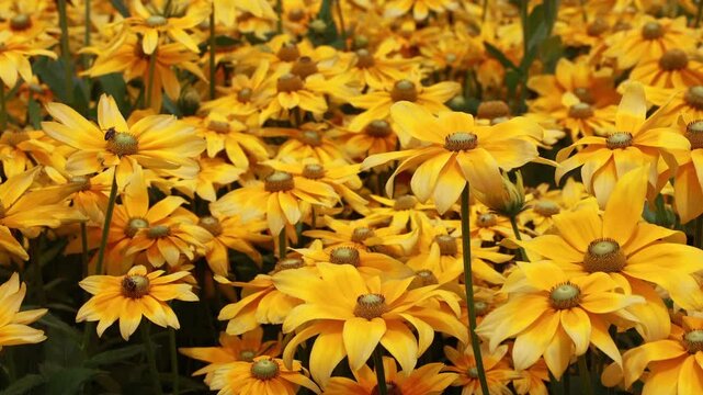 Vibrant yellow rudbeckia flowers blooming in sunny summer garden