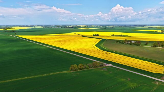 Cinematic drone footage gliding forward across bright canola fields and green farmland.