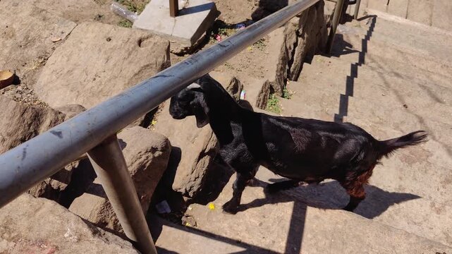 Black goat searches for food along rocky stone steps under bright sunlight Melukote outdoors