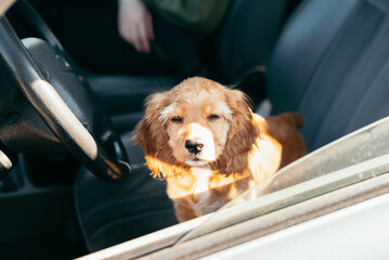 A small golden puppy squinting stands inside a parked car, looking curiously toward the open window. Sunlight shines through, highlighting the puppy fur and playful demeanor © Sergio