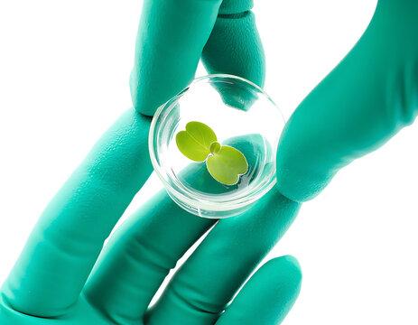 Green gloved hands holding a small seedling in a petri dish on Transparent Background PNG