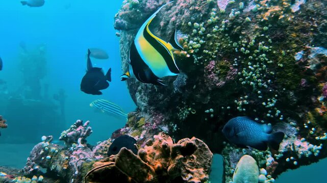 Several reef fish including a triggerfish and an angelfish swim around a large barrel sponge and coral rock formation. The view from below reveals the layered complexity of the reef structure.