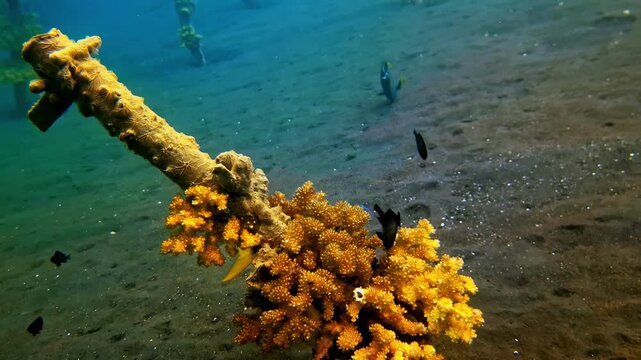 Metal pipes and beams of a sunken shipwreck are densely covered in vivid yellow soft coral and surrounded by reef fish. A small wrasse hovers near orange coral on the sandy seabed below.
