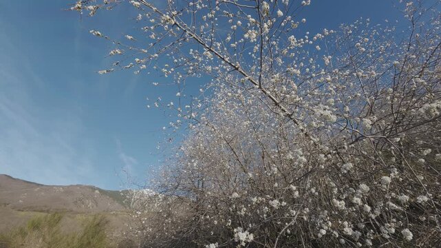 Close up of tree blossoms moving softly in the wind