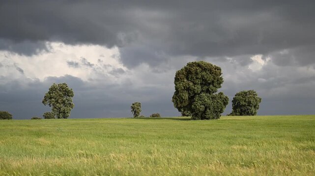 Viento en la pradera