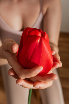Closeup female fingers and hand of  young woman holding a red tulip. A symbol of the female cycle, menstruation and intimate health. Allegory of defloration, sexual intercourse