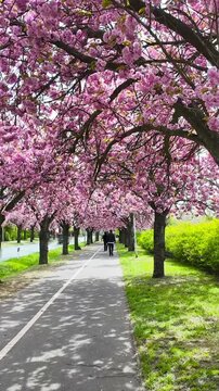 time-lapse with motion blur of people and cars on a cherry blossom tree avenue, street Holzweg in Magdeburg, Germany, Saxony-Anhalt in April 2026