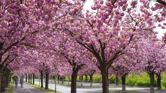 time-lapse with motion blur of people and cars on a cherry blossom tree avenue, street Holzweg in Magdeburg, Germany, Saxony-Anhalt in April 2026, city life in spring