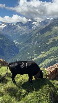 Black Eringer cow with a bell grazing on an alpine slope with mountains and glacier in the background, Switzerland