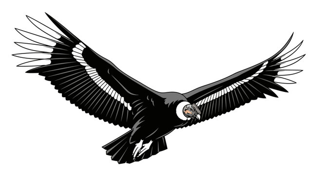 Flying Andean condor with spread wings isolated on white background