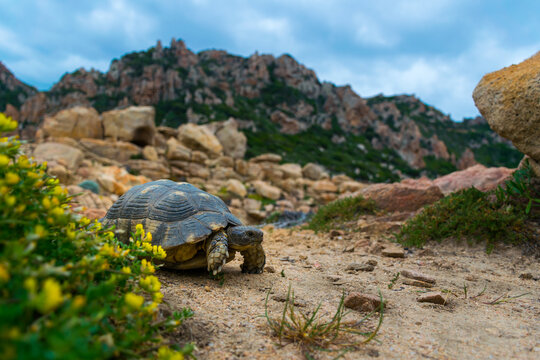 Close up of the Hermann's tortoise (Testudo hermanni) hiding behind blooming flowers on the beach of Sardinia Island, Italy