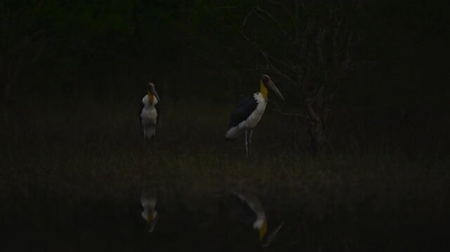 Nature wildlife footage of Lesser Adjutant Stork bird on swamp forest at Koh Phra Thong National Park, Phang Nga Province, Thailand