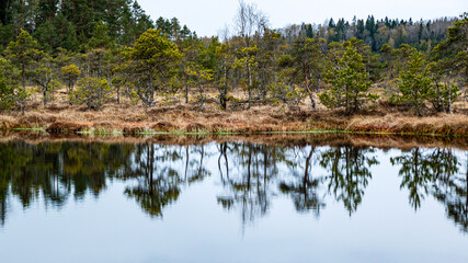 classic high bog landscape in spring, dominated by peace and the awakening of nature after winter, bog vegetation and plants © ANDA