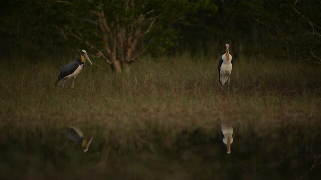 Nature wildlife footage of Lesser Adjutant Stork bird on swamp forest at Koh Phra Thong National Park, Phang Nga Province, Thailand