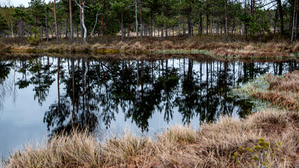 classic high bog landscape in spring, dominated by peace and the awakening of nature after winter, bog vegetation and plants © ANDA