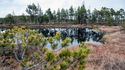 classic high bog landscape in spring, dominated by peace and the awakening of nature after winter, bog vegetation and plants © ANDA