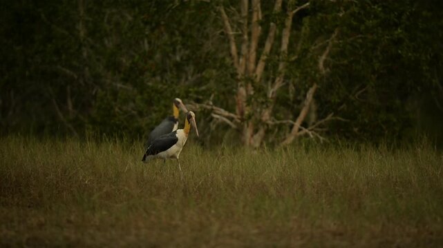 Nature wildlife footage of Lesser Adjutant Stork bird on swamp forest at Koh Phra Thong National Park, Phang Nga Province, Thailand
