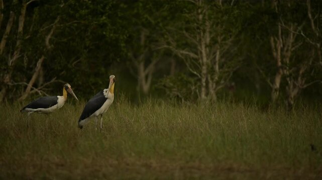 Nature wildlife footage of Lesser Adjutant Stork bird on swamp forest at Koh Phra Thong National Park, Phang Nga Province, Thailand
