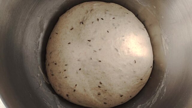 Bread dough with caraway seeds rising in a metal bowl.