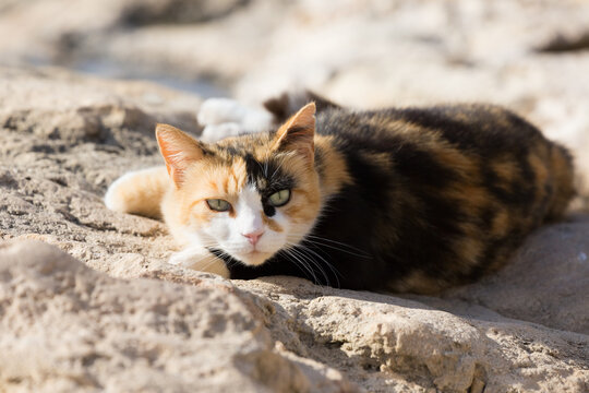 The upper body of a calico cat resting on the coast of Malta in the Mediterranean
