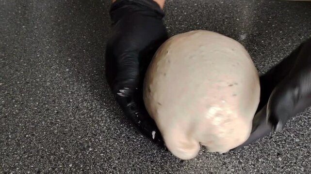 Baker with black gloves folding sourdough bread dough.