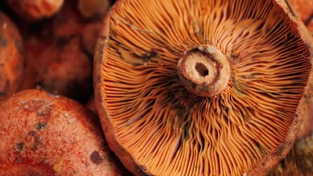 Mushrooms gills texture, a close-up of a pile of red saffron milk cap mushrooms, harvest season. High quality 4k footage