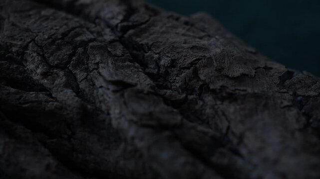 Cool toned wood bark texture with deep cracks and cinematic detail
