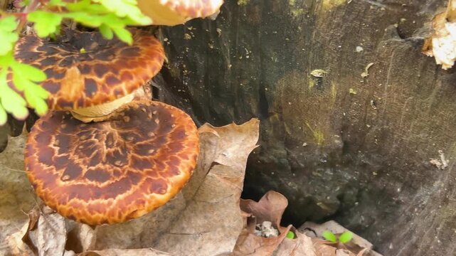 Polypore mushrooms growing on a tree trunk in the forest. Brown and orange bracket fungi with dark patterns. Close up shot of wild mushrooms on old wood. 