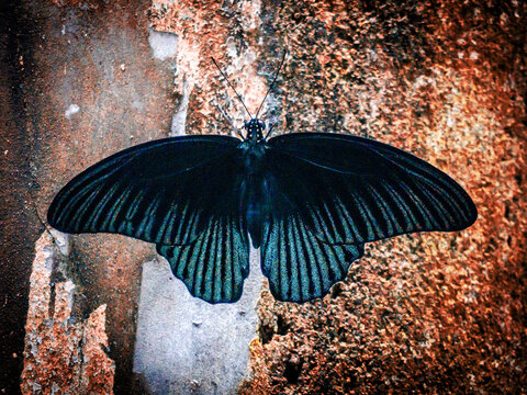 Stunning macro shot of a Great Mormon butterfly (Papilio memnon) showcasing its iridescent black wings against a textured, rustic orange and brown weathered wall background.
