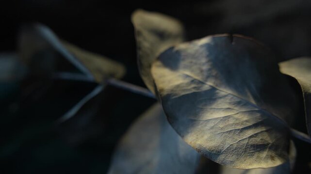 Light passing through leaf surface with soft cinematic natural texture