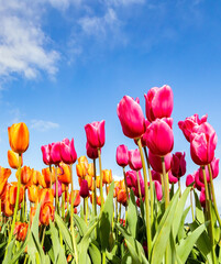Fototapeta premium Orange and red flowers.