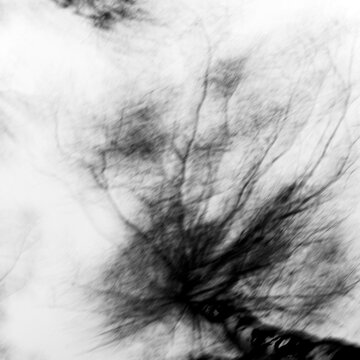 photography with abstract and airy composition, resembling tree crowns viewed from the bottom up, wind imitation,