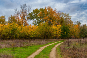 Fototapeta premium beautiful landscape of country road in autumn forest with bright yellow leaves on trees, cloudy weather