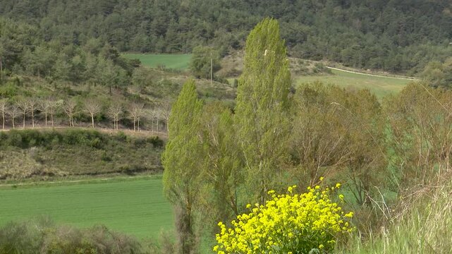 Picturesque rural landscape with green fields and yellow flowers