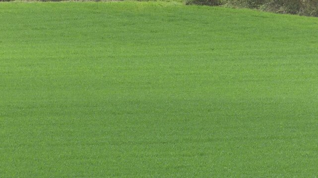 Green grass field moving in the wind