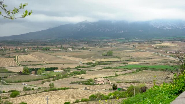 Agricultural vineyard landscape with foggy mountains