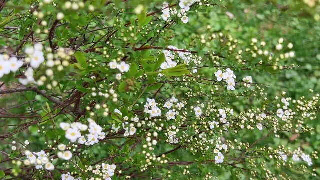 White spirea flowers blooming on a green bush in spring. Close up of thunberg spiraea branches swaying in the wind. Spring garden background with blossoming white flowers.