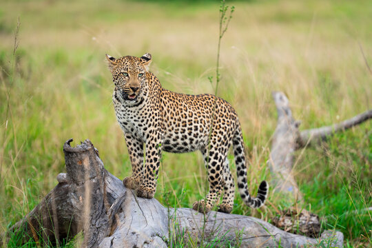 A young female leopard standing on a dead tree lying on the ground in the lush grassland, Sabi Sands Game Reserve. 