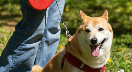 Fototapeta premium shiba inu portrait in the park