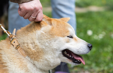 Fototapeta premium shiba inu portrait in the park