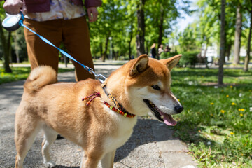 Fototapeta premium shiba inu portrait in the park