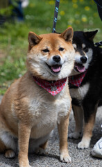 Fototapeta premium shiba inu portrait in the park